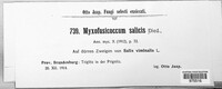 Myxofusicoccum salicis image